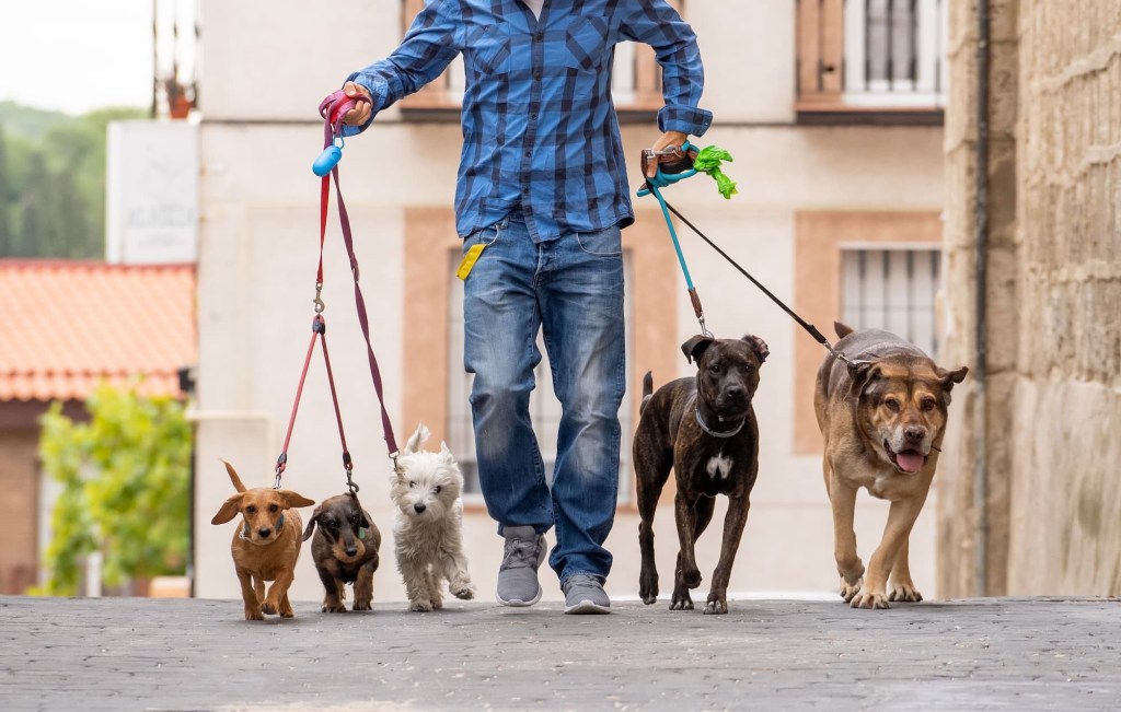 A man walks dogs after learning how to start a part time business